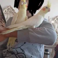 جوجه عروس هلندی  کاملا دست آموز و اهلی