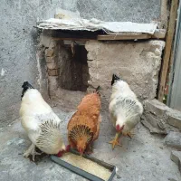 2عدد خروس با یک مرغ