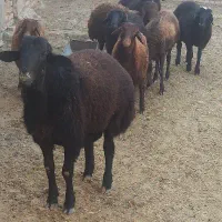 گوسفند نر ماده همگی بره زیر ۱ سال