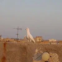 شش تانر باهم بهبهان|پرنده|اهواز, بهارستان|دیوار