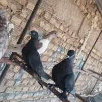 کفتر پرشی