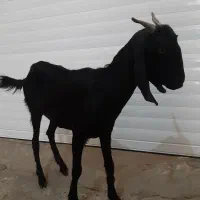 تیبز