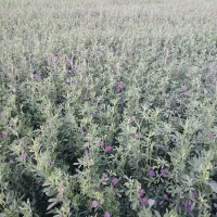 یونجه پرس شده