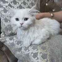 گربه نژاد بریتیش و اسکاتیش ماده واگذاری قبول میکنم