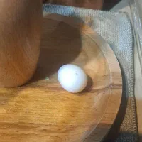 طوطی کاکاتیل (عروس)|پرنده|تبریز, |دیوار