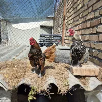 خروس نژاد سبرایت