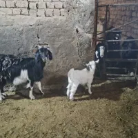 بز همراه بزغاله|حیوانات مزرعه|خنجین, |دیوار