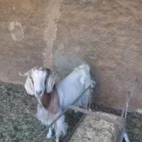 بزبا۲تاکره