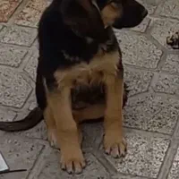 واگذاری توله دوماهه نیم نر|سگ|شیراز, کاراندیش|دیوار