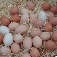 فروش تخم مرغ