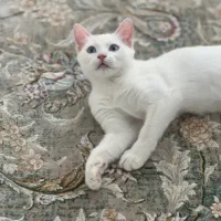 واگذاری گربه به دلیل مهاجرت