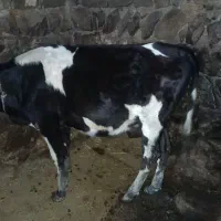گاو ‌