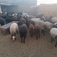 میش و بره