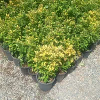 فروش انواع گل و گیاه