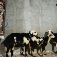 بره قوچ