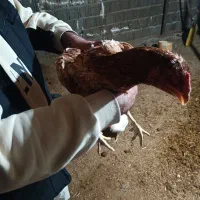 مرغ لاری|حیوانات مزرعه|سنندج, |دیوار