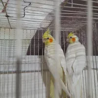 جفت مرغ عشق مولدهمراهباجوجه وجفت عروس لوتینوباتخم|پرنده|مشهد, کشف|دیوار