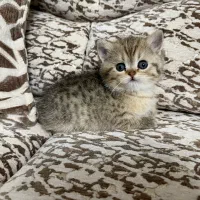 واگذاری گربه بریتیش|گربه|تبریز, |دیوار