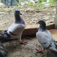 کبوتر مسافتی