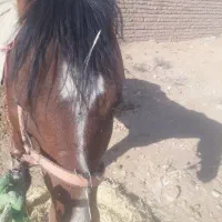 اسب|حیوانات مزرعه|سلامی, |دیوار