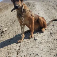 سگ ماده|سگ|صوفیان, |دیوار