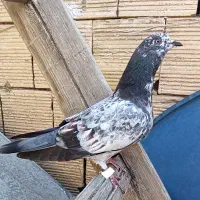 کبوتر جوجه قاره خراب و ترکیده