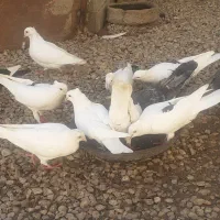 بازدید‌لنده