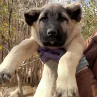 توله سرابی|سگ|بروجرد, |دیوار