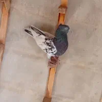 سیاه آبادانی و یه ماده کله س|پرنده|مرودشت, ولایت|دیوار