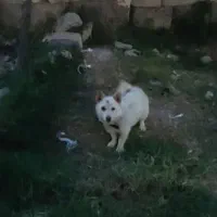 سگ پاکوتاه دزدیده شده|حیوانات|پارس‌آباد, |دیوار