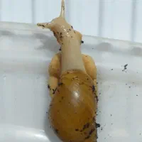 حراج حلزون|خزنده|اردبیل, |دیوار