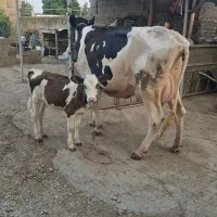 فروش گاوشیری با گوساله سمینتال ماده خوراک خور