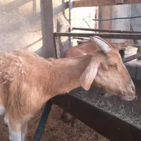 بز آلپاین سانن جوان
