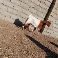 یک عدد بزقاله