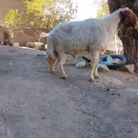 حیوانات مزارع|حیوانات مزرعه|کوهسرخ, |دیوار