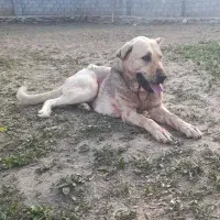 واگذاری ماده پژدر. عراقی