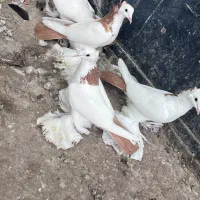 کبوتر|پرنده|تبریز, |دیوار