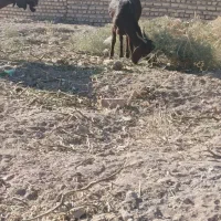 بزوبزغاله فروشی۶۵۰۰|حیوانات مزرعه|کوهسرخ, |دیوار