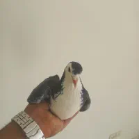 دمگیر زره ایی نر