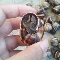 حلزون اسکارگو|خزنده|مراغه, |دیوار