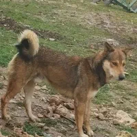 سگ گمشده،مژدگانی ۵میلیونی