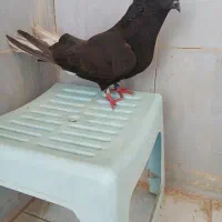 پرنده