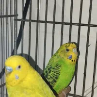 مرغ عشق|پرنده|مرودشت, سهل‌آباد|دیوار