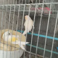 جفت قناری موزایکی  معاوضه با سهره و قناری قرمز