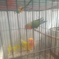 یک جفت طوطی برزیلی سالم