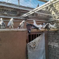 بوم کبوتر|پرنده|مبارکه, |دیوار