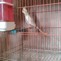 عروس هلندی ماده