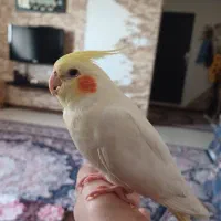 عروس هلندی گمشده ۵ میلیون مژدگانی