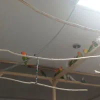 تعداد۱۵جفت کوتوله فروشی|پرنده|تربت جام, میان جام|دیوار