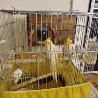 عروس هلندی لوتینو جفت دستی مولد|پرنده|تاکستان, |دیوار